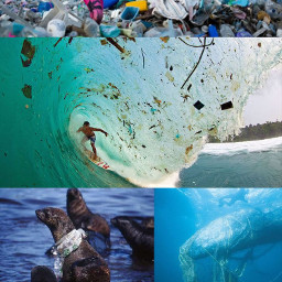 freetoedit savetheoceans savetheearth saveourplanet ourplanet change help fyp remember news page interesting nature oceans animals climatechange plastic nomoreplastic blogsaveourplanet saveourplanetoficial beach