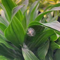 freetoedit nature spider leaves green photography