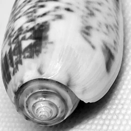 thewhiteiseephotographychallenge challengeaccepted shell seashell spiral whiteaesthetic myphotography blackandwhitephotography shotoniphone13 heypicsart local pcwhiteisee whiteisee