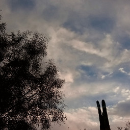 nature trees cactus outside aesthetic clouds sky sunset sunlight evening view scenery plants leaves skyandclouds endoftheday bluesky blueskywithclouds cloudsandsky cloudaesthetic skyaesthetic pcsunnysnowyrainycloudyclear sunnysnowyrainycloudyclear