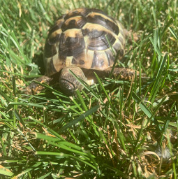 turtle tortoise cute shell outsidetime cuteturtle cutetortoise