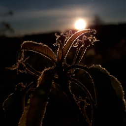 frost spring canada sunrise landscape edits pcspringinmyhometown springinmyhometown freetoedit