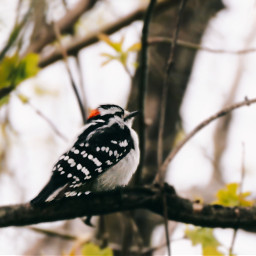 freetoedit bird birdie male woodpecker downy downywoodpecker distance wings chinup proud cute redblackwhite spring