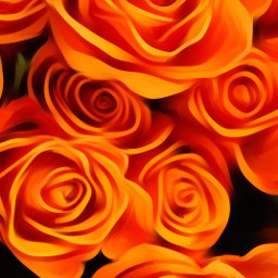 fromthemindof@haelilulu colormehappy orange orangeaesthetic roses oilpaintingeffect freetoedit fromthemindof eccolororange colororange
