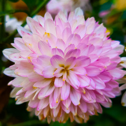 freetoedit remixit msphotographer01 pink pinkflower flower pinkdahlia dahlia myphotography naturephotography flower_shot nature_with_msphotographer01