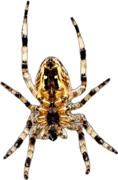 arachnid arachnophobia insect bug spider tarantula freetoedit