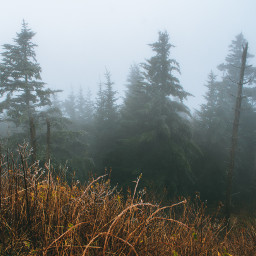 foggy trees smokeymountains freetoedit