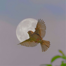 freetoedit moon moonaesthetic moonlight bird flyingbird flying aesthetic indie indiefilter