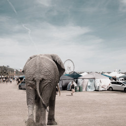 freetoedit elephant coachella surreal photography