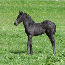 foal photography myphoto blackhorse grass freetoedit