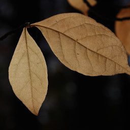 plant leaf scenery trees autu autumnleaves leaves autumn autmnmoods moods freetoedit