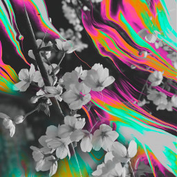 freetoedit background backgrounds flowers blackandwhite neon cherryblossom
