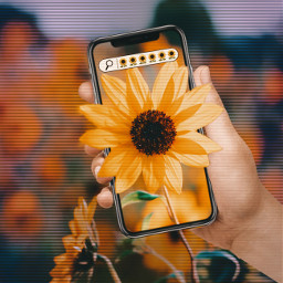 freetoedit sunflowers hand phone search rcsearchandfind searchandfind