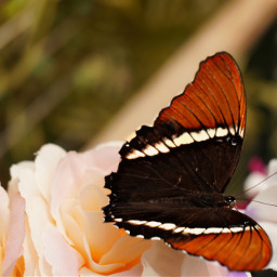 freetoedit butterfly butterflies insect beautiful photography