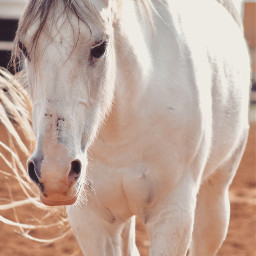 freetoedit bluesky morganhorse gecs nature sso dogs horse unicorn beauty cavalry animal stallion