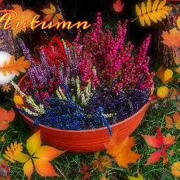 nature outdoors flowers september2022 photography colorful autumn artisticeffect myedit freetoedit