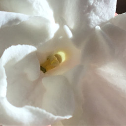 white whiteflower jasmineflower pcwhiteisee whiteisee