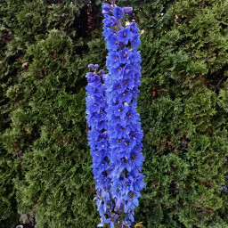 outside interesting wow flower blue freetoedit