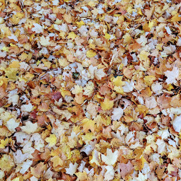 fall leaves colors seasons change october pixel7pro teampixel phonephography freetoedit