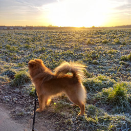 dog sunset beautiful nature field landscape love sunny spring