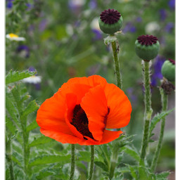 poppy flower naturethroughmyeyes nature beautyinnature meadow closeup freetoedit