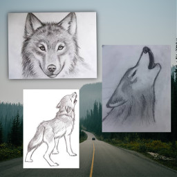 freetoedit wolf drawing