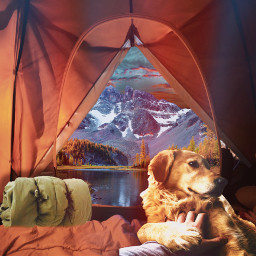 dogs doggy camping love freetoedit