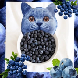 cat myrtille fruits freetoedit ircblueberrybowl blueberrybowl