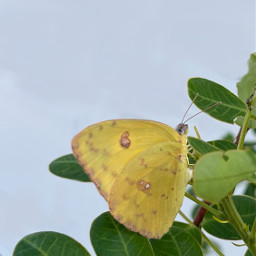 butterfly wings insect nature yellowbutterfly outdoors mariposa butterflywings yellow greenleaves bush garden plant leaves freetoedit butterflyaesthetic
