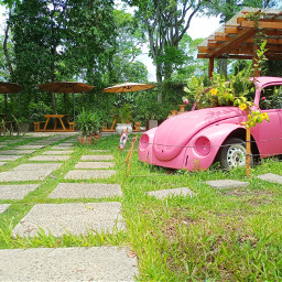 vwbeetle wolkswagen pinkrose jardin rosados freetoedit remixit makeawesome