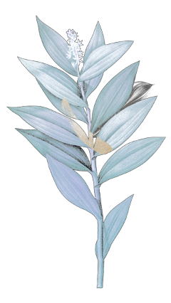 pastelblue babyblue scrapbook bulletjournal lightblue aesthetic blueaesthetic plant botanical blueplant white freetoedit