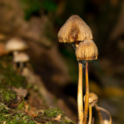 mushroom closeup fungus macro nature photography myphoto forest woods scenery freetoedit