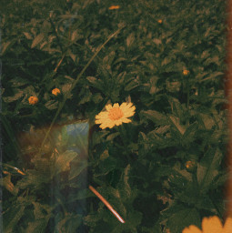 aesthetic 90s aestheticedit daisy photography