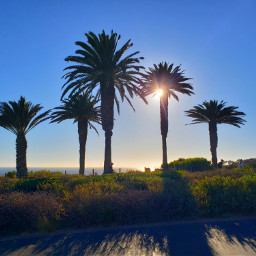 beach view scenic palmtrees sun shadows bluesky palosverdes california ocean beachlife goldenhour myoriginalphoto freetoedit