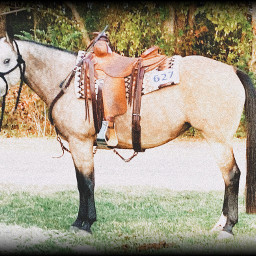 unomisshollywood horse ranchy saddle western cute