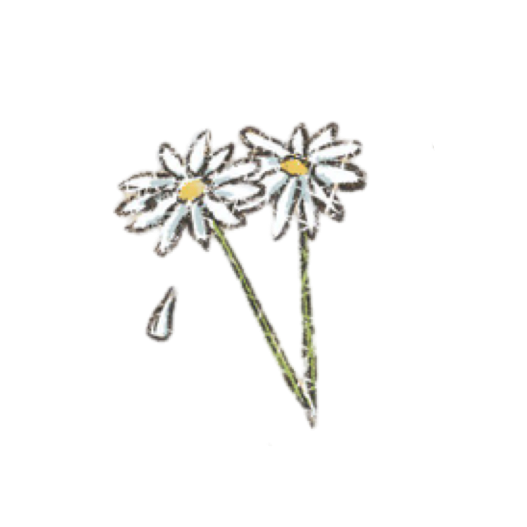 freetoedit-aesthetic-flowers-daisy-sticker-by-awpotatok