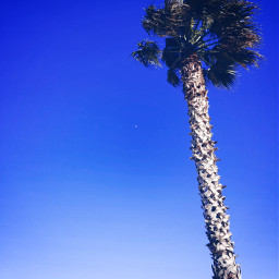 palme palmtrees sunday skyblue sky