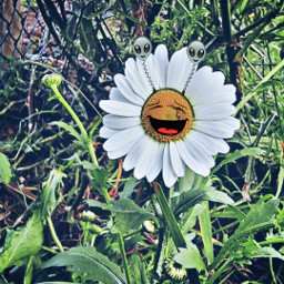 stickers daisy flower happiness freetoedit srcaliensheadband aliensheadband