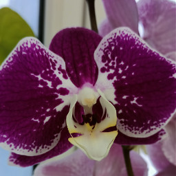 flower orchid freetoedit