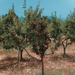 apple appeltree afternoonvibes pomme redapple rouge rougepomme pommiers tree leaves sparkle bright nature naturelover photograph liveurlife remixit freetoedit picsart lebanon