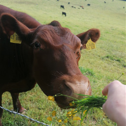 cow strawberrycow cutie summer 🐄❤️ freetoedit