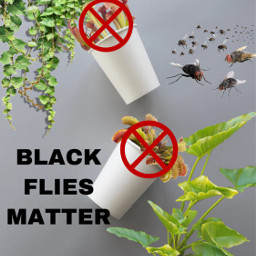 blackfliesmatter funny joke flies plants support endhate showlove ircdoublecups doublecups freetoedit