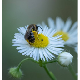 naturethroughmyeyes bee savethebees flower myphotography insect nature freetoedit