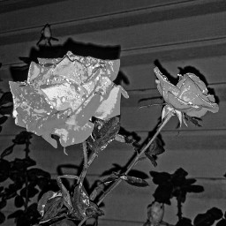 freetoedit roses flowers blackandwhite blackandwhitephotography night garden leaves shadow romance pcblackandwhite