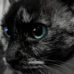 gato black negro blanco fondo freetoedit blackandwhitephotography