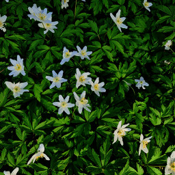 flowers forestflowers wildflowers springflowwrs nature naturebackground beatifulnature beautifulnaturebackground naturephotography naturesbeauty freetoedit