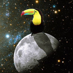 unsplash moon space stars star universe surreal planets planet toucan bird animal ecanimalpower animalpower
