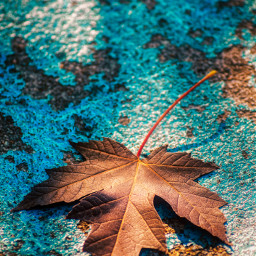 fall autumn autumnvibes photography closeup flatlay stilllife nature worldphotography makeawesome heypicsart naturephotography myphoto myclick freetoedit
