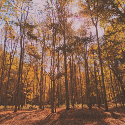 freetoedit fall autumn autumncolors autumnleaves autumnvibes autumnvibe fallcolors fallvibes fallaesthetic autumnaesthetic local