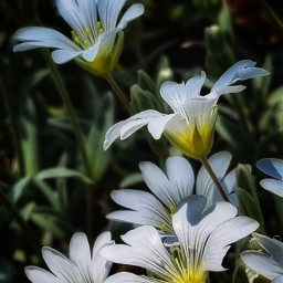 nature whiteflower myphotography